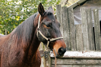 Horse in a animal