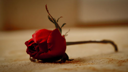 Close-up of red rose on table