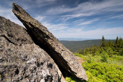 Scenic view of tree against sky