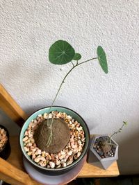 High angle view of plants in bowl on table