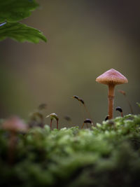 Close-up of mushroom growing on land