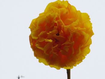 Close-up of rose over white background