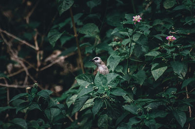 Low angle view of bird perching on tree