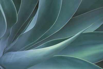 Close-up of succulent plant