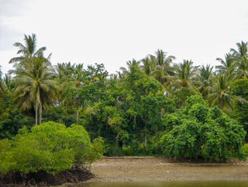 Scenic view of palm trees against clear sky