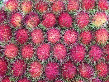 Full frame shot of red cactus