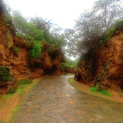 Road passing through trees