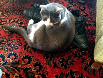 Cat sitting on floor