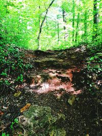 Trees growing in forest