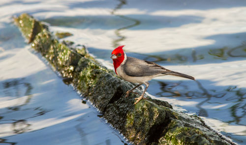 Bird perching on a lake