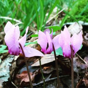 Close-up of pink flowers