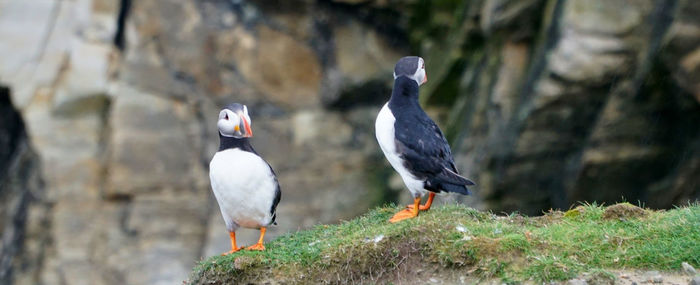 Birds perching on rock