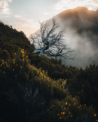 Flowers and dead tree on mountain with cloud