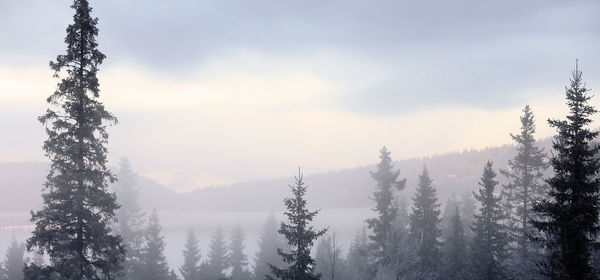 Pine trees in forest against sky during winter