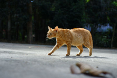 Full length of a cat walking on road