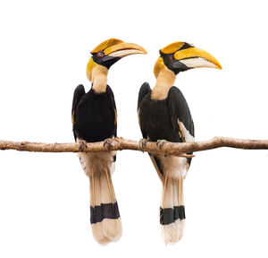 Low angle view of birds perching on white background