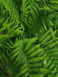 High angle view of fern leaves