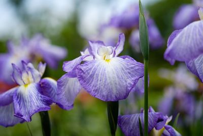 Close-up of purple flowering plants