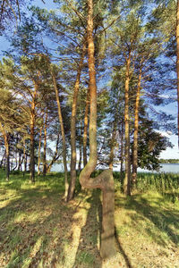 Trees growing in forest