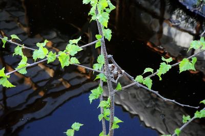 High angle view of plant leaves