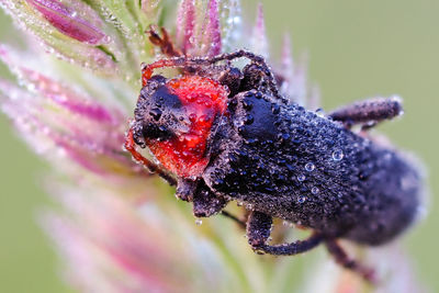 Close-up of insect on purple flower