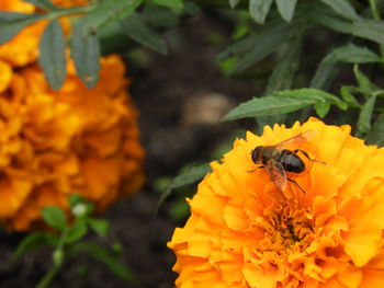 Close-up of bee pollinating on yellow flower