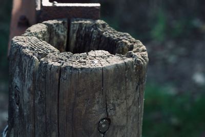 Close-up of wooden post on tree stump