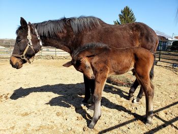 Horse in ranch