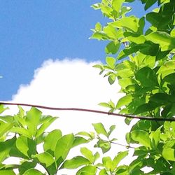 Low angle view of tree against sky