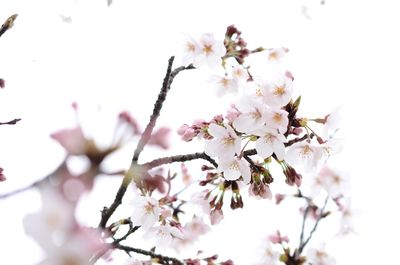 Low angle view of apple blossoms in spring