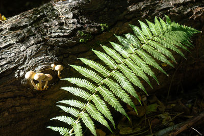 Close-up of plant