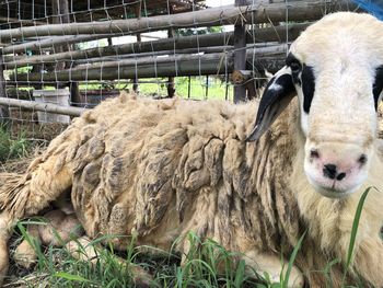 Sheep in a field