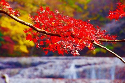 Close-up of red maple leaves on tree