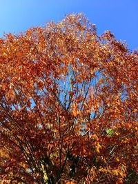 Low angle view of tree against sky during autumn