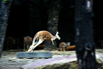 Kangaroo leaping around the field with powerful hind legs