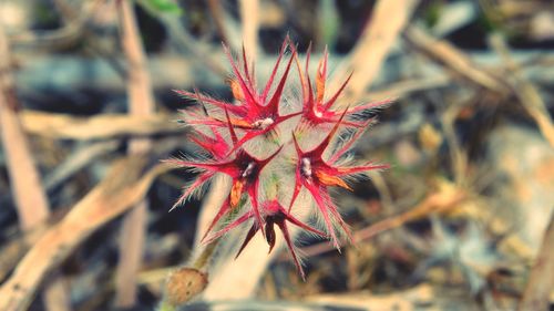 Close-up of red flowering plant