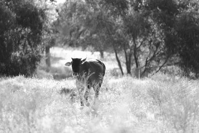 Horse in a field