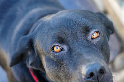 Close-up portrait of dog