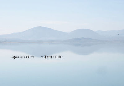 Birds on lake against sky