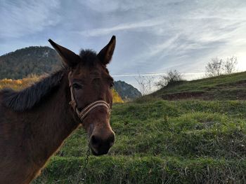 Horse in a field