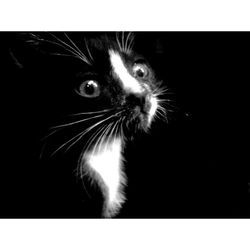 Close-up portrait of cat against black background