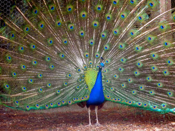 Peacock feathers against blue sky