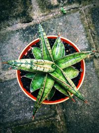 High angle view of succulent plant