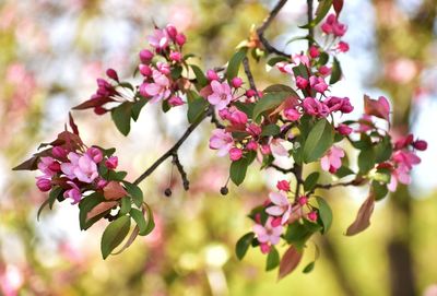 Pink blooming apple tree