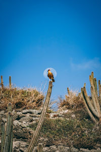 Cactus growing on field against clear blue sky