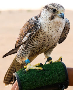 Close-up of owl perching