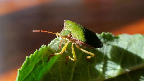 Close-up of insect on leaf