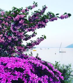 Pink flowering plants against blue sky