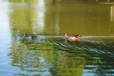 Ducks swimming in lake