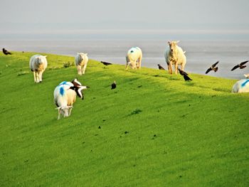 Sheep grazing in a field